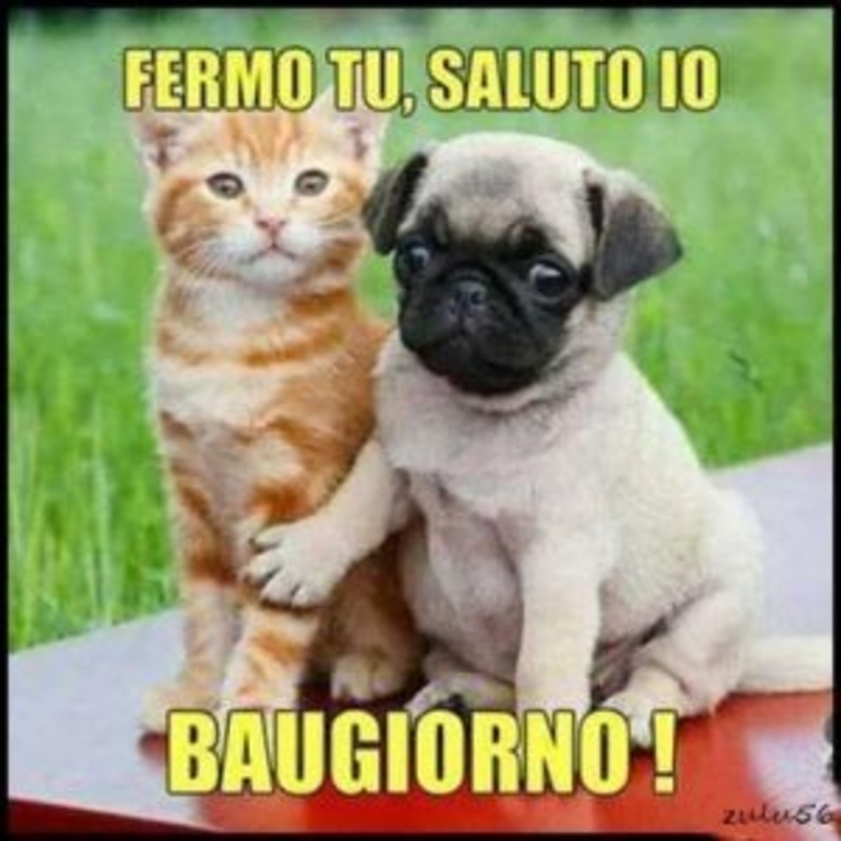 Buongiorno con animali divertenti (5)