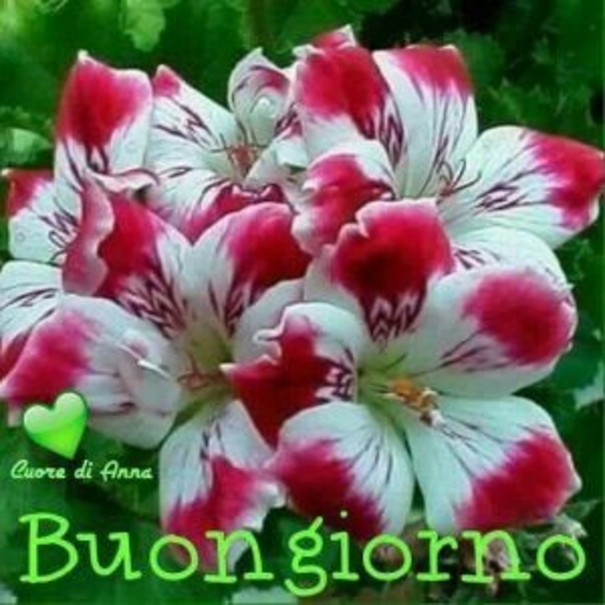 Buongiorno con fiori (3)