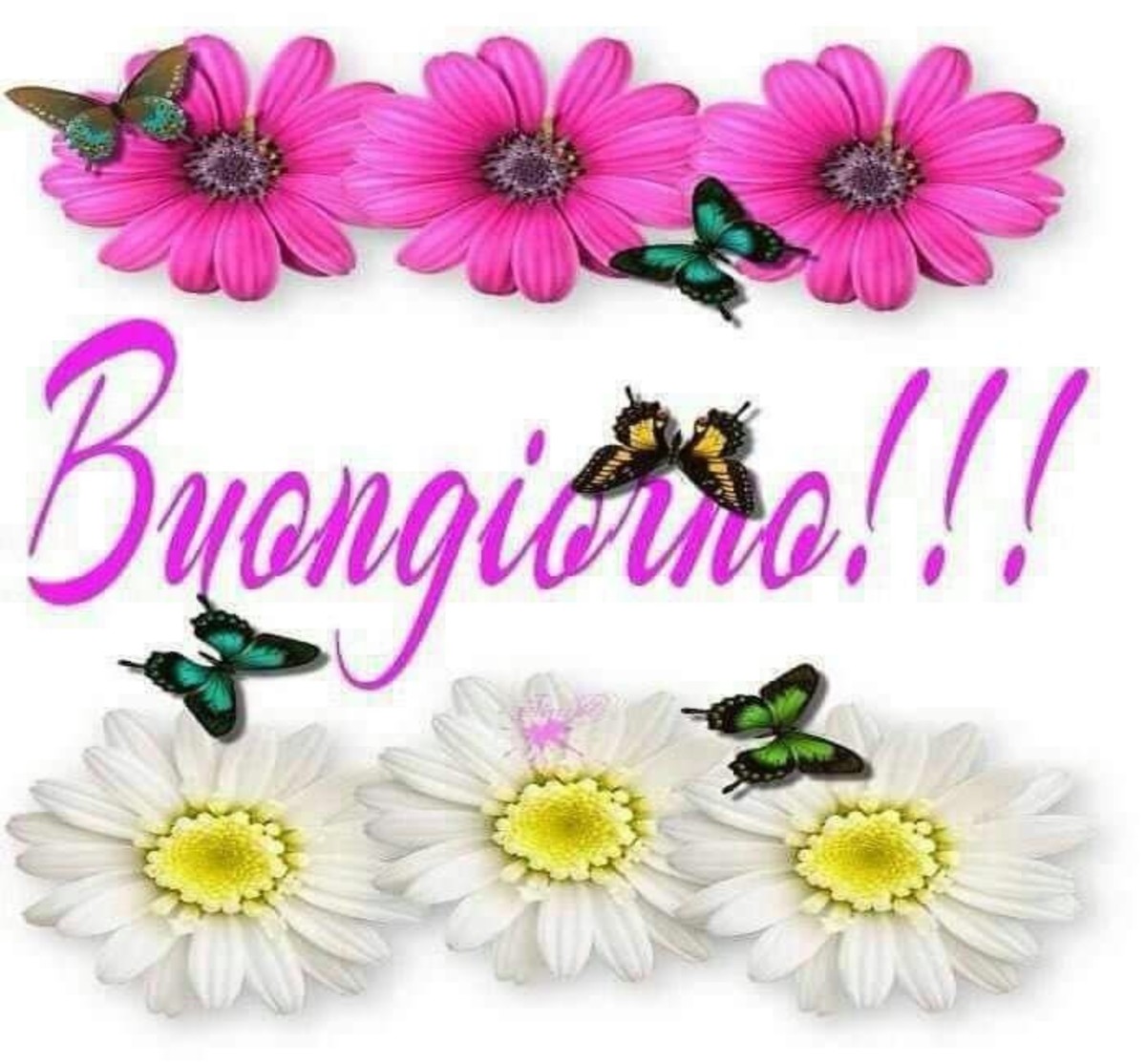 Buongiorno felice a te (12)