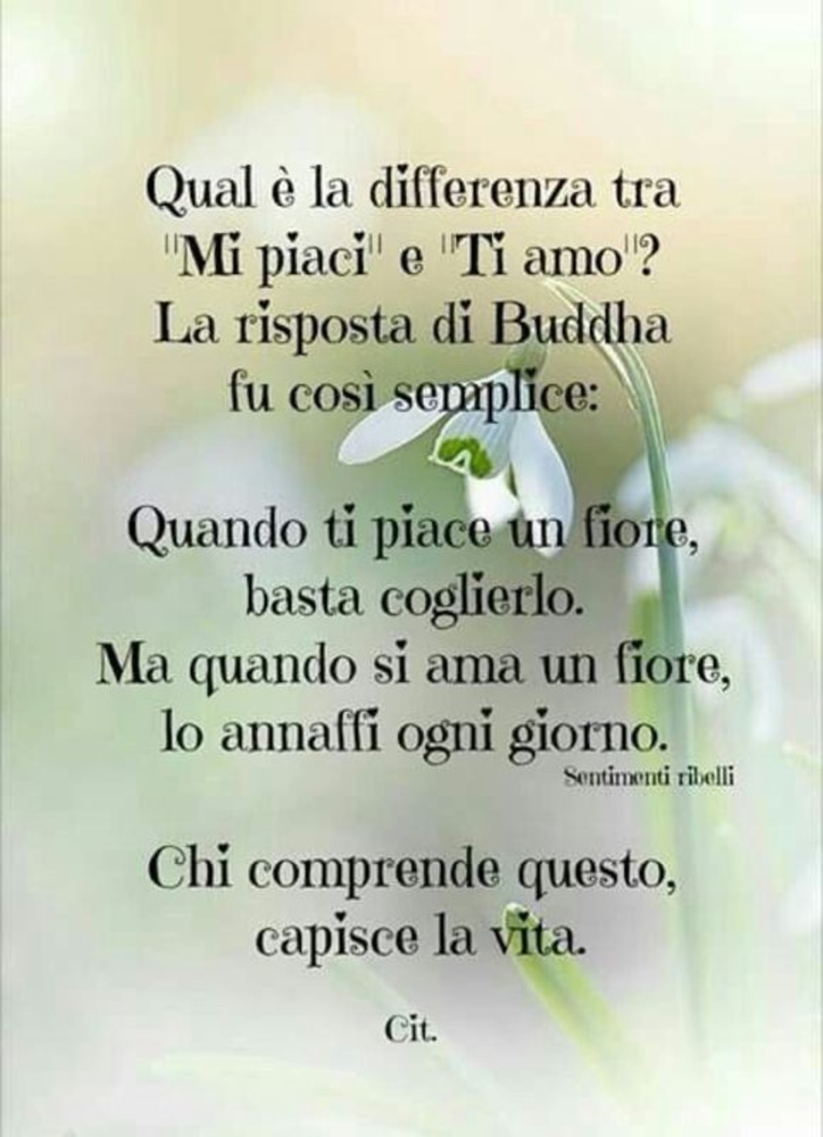 Citazioni belle di Buddha