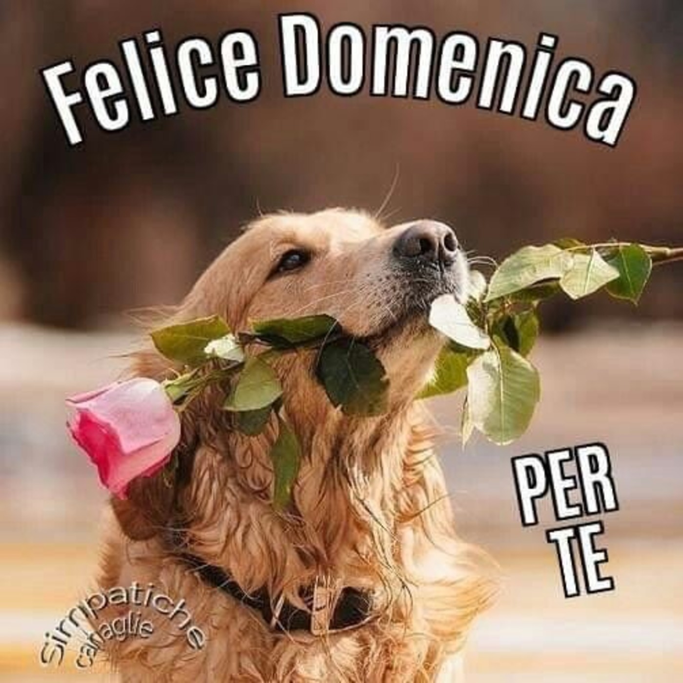 Felice domenica per te