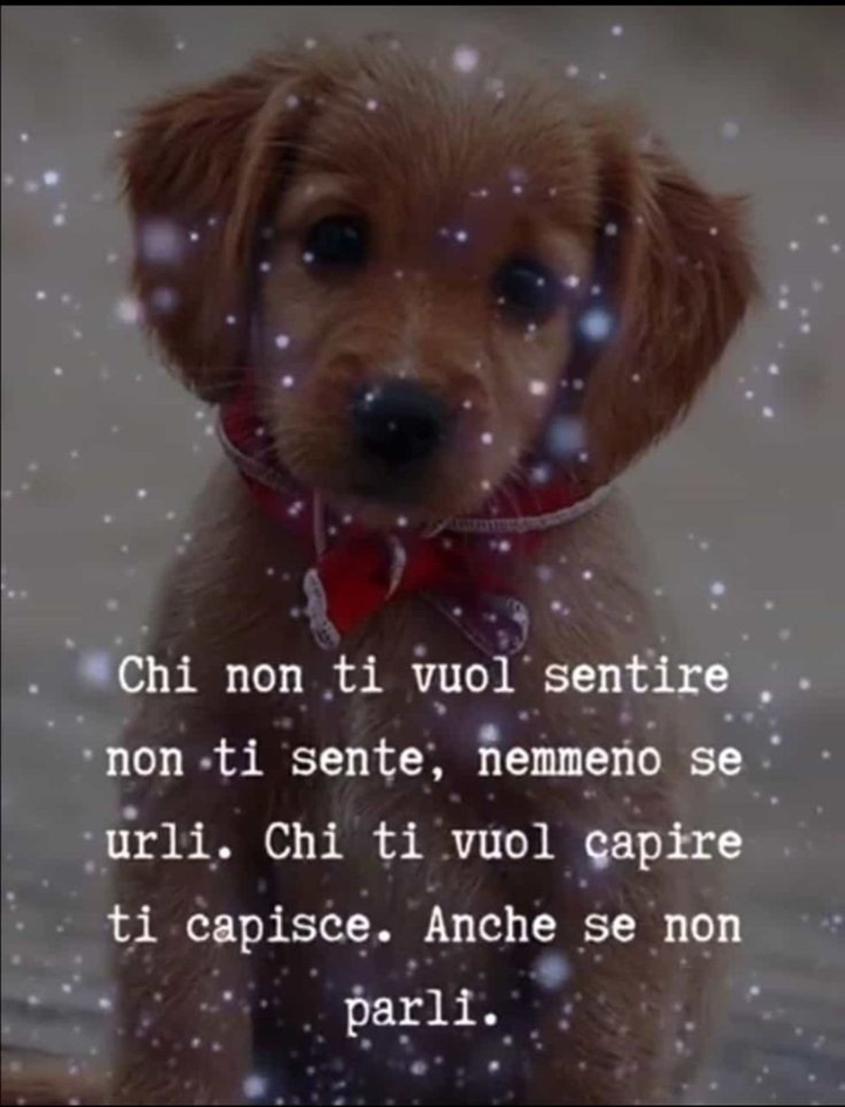 Frasi belle con animali