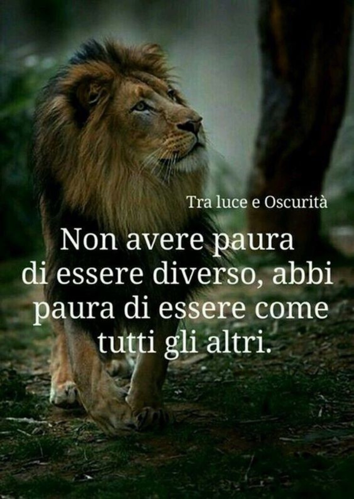 Frasi motivazionale (2)