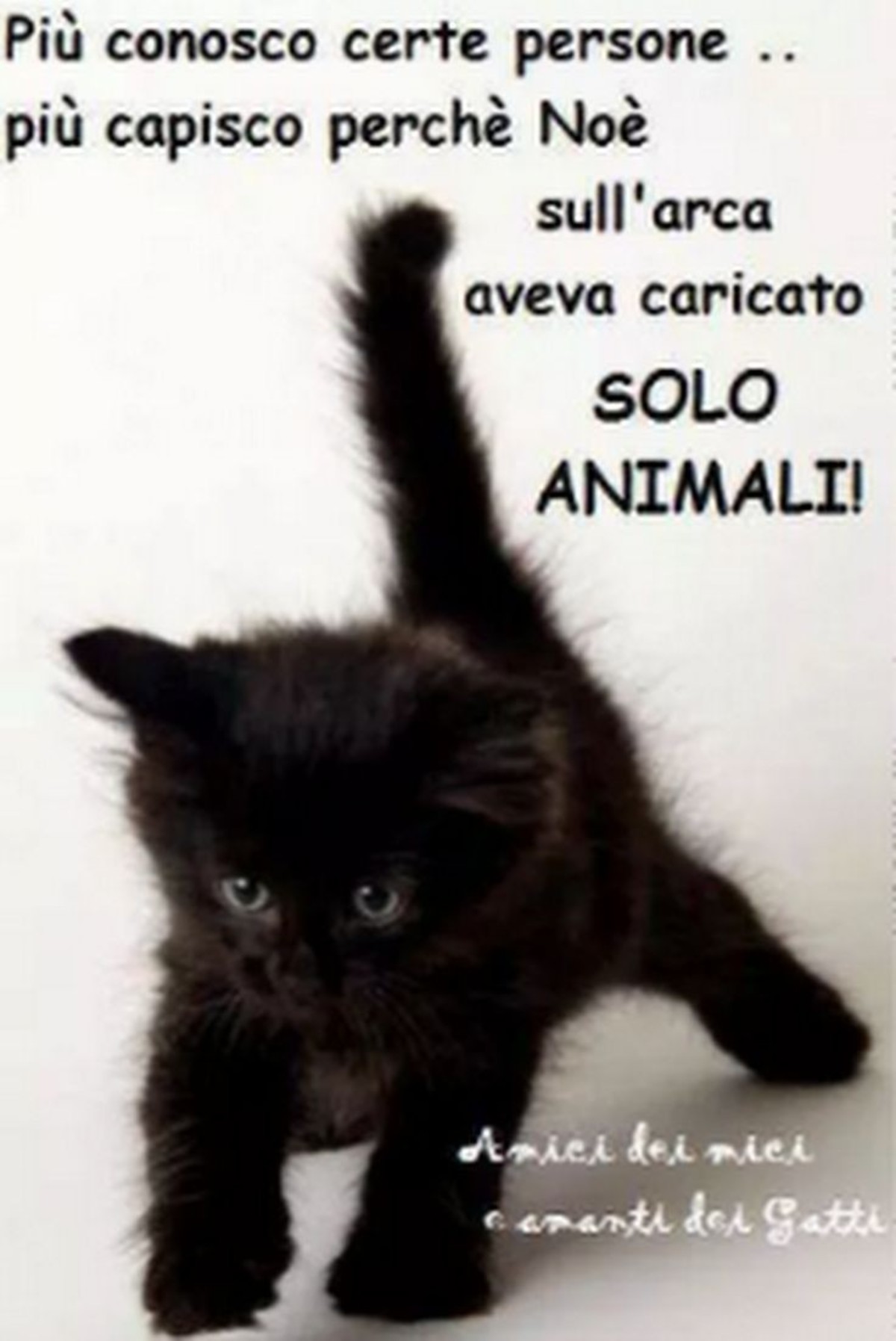 Frasi sugli animali - BuongiornoATe.it