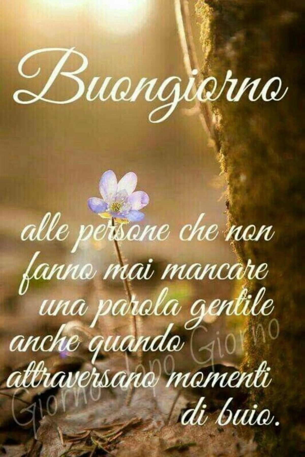 Immagini del buongiorno frasi (1)