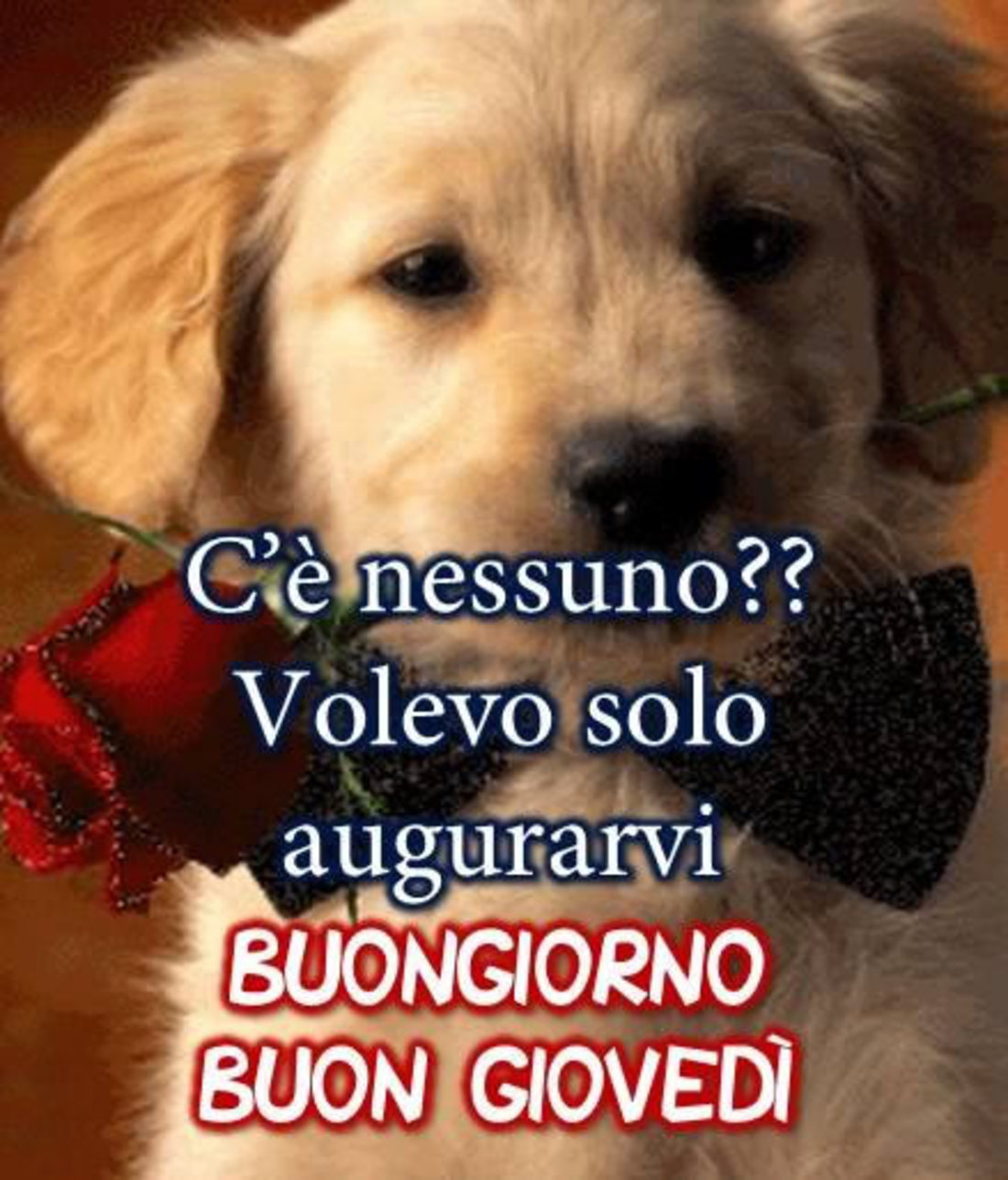 Simpatico buon giovedì con animali