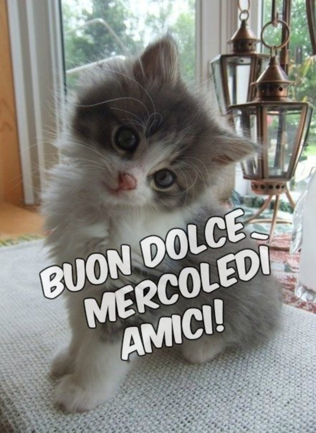 dolce buon mercoledì con animali