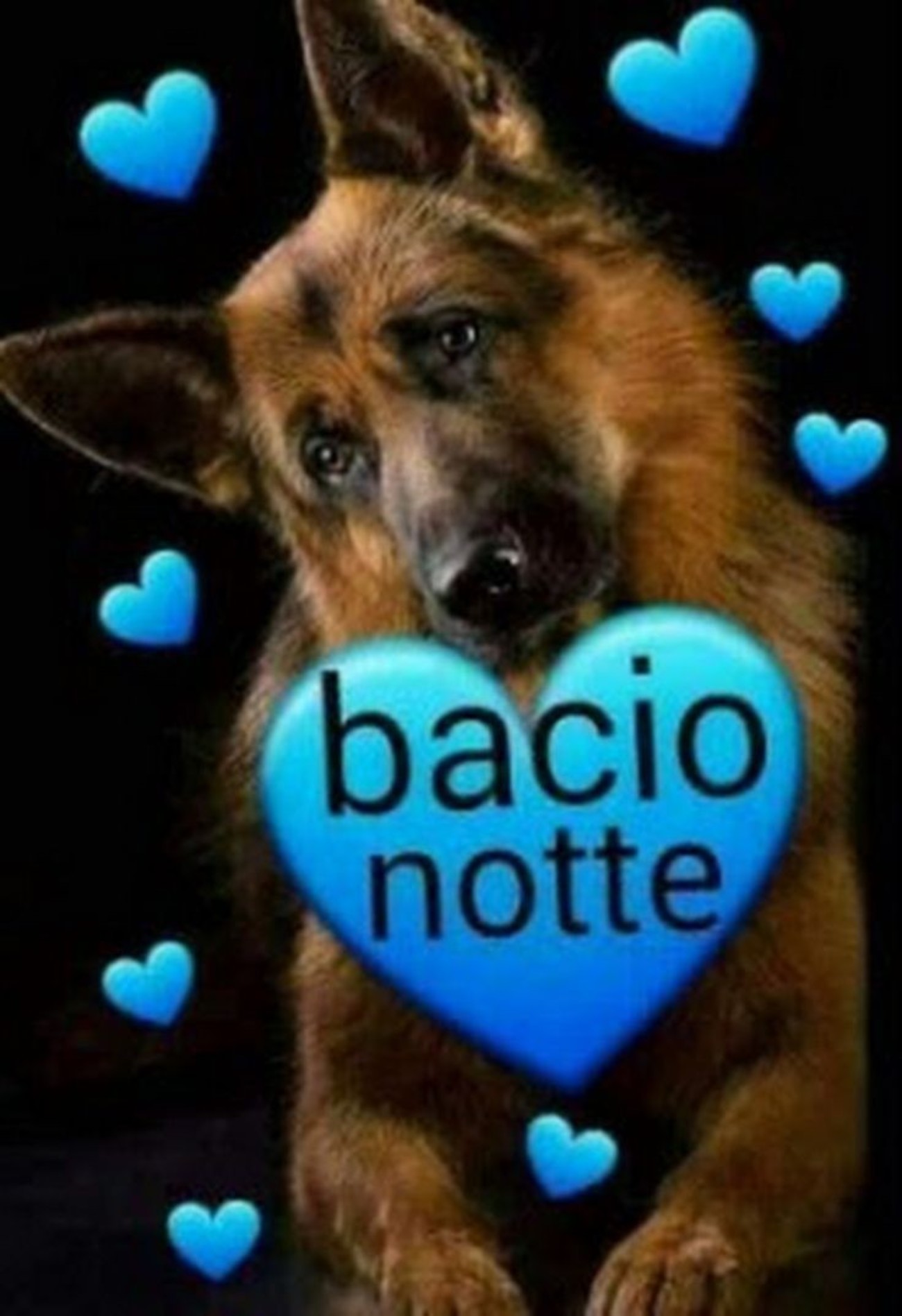 Bacionotte con cane