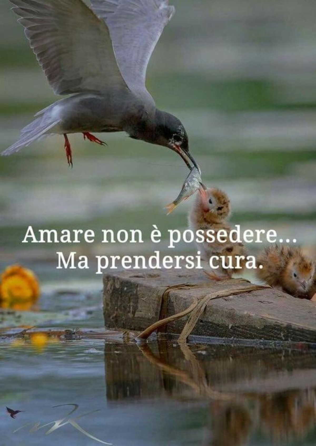 Belle frasi immagini sull'amore