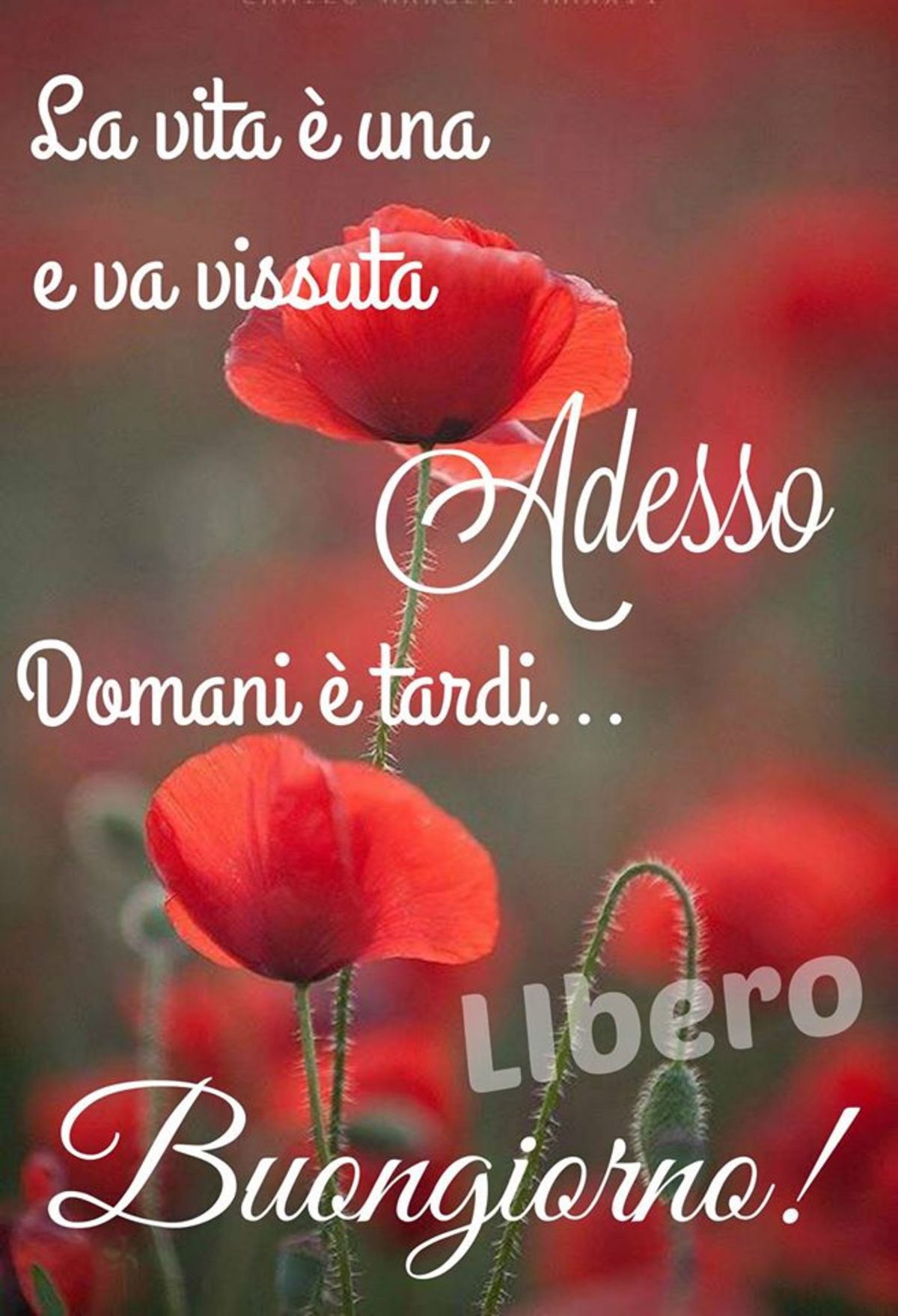 Belle immagini buongiorno da condividere (2)