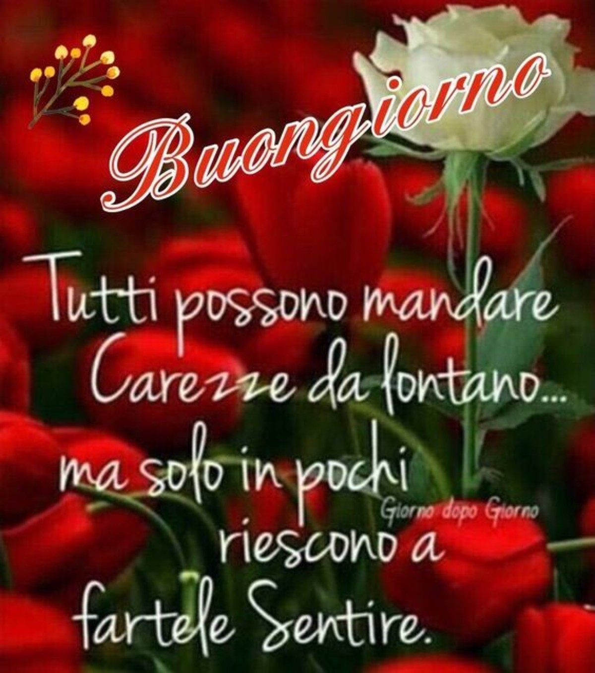 Bellissime frasi buongiorno (6)