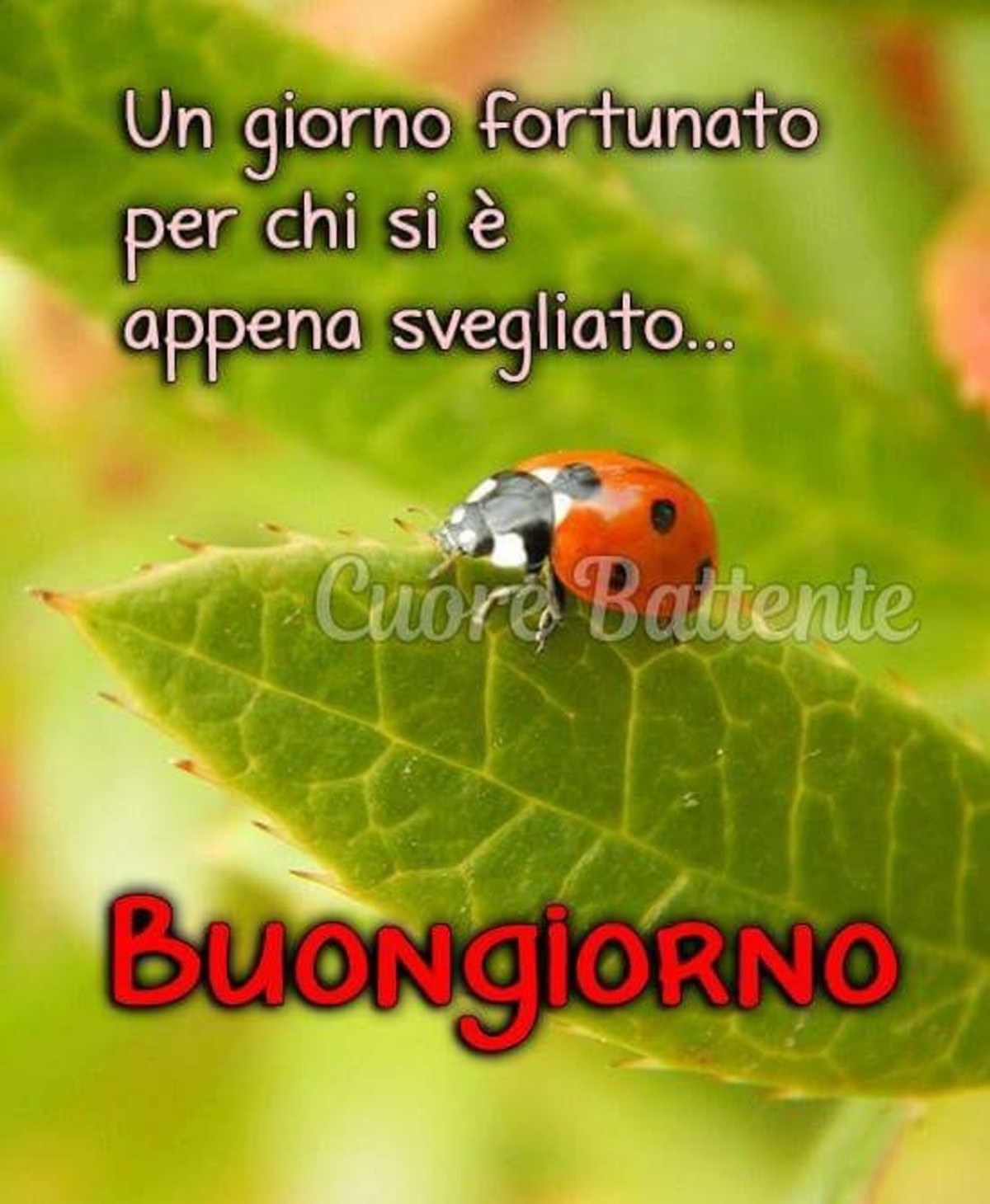 Bellissimo buongiorno immagini (6)