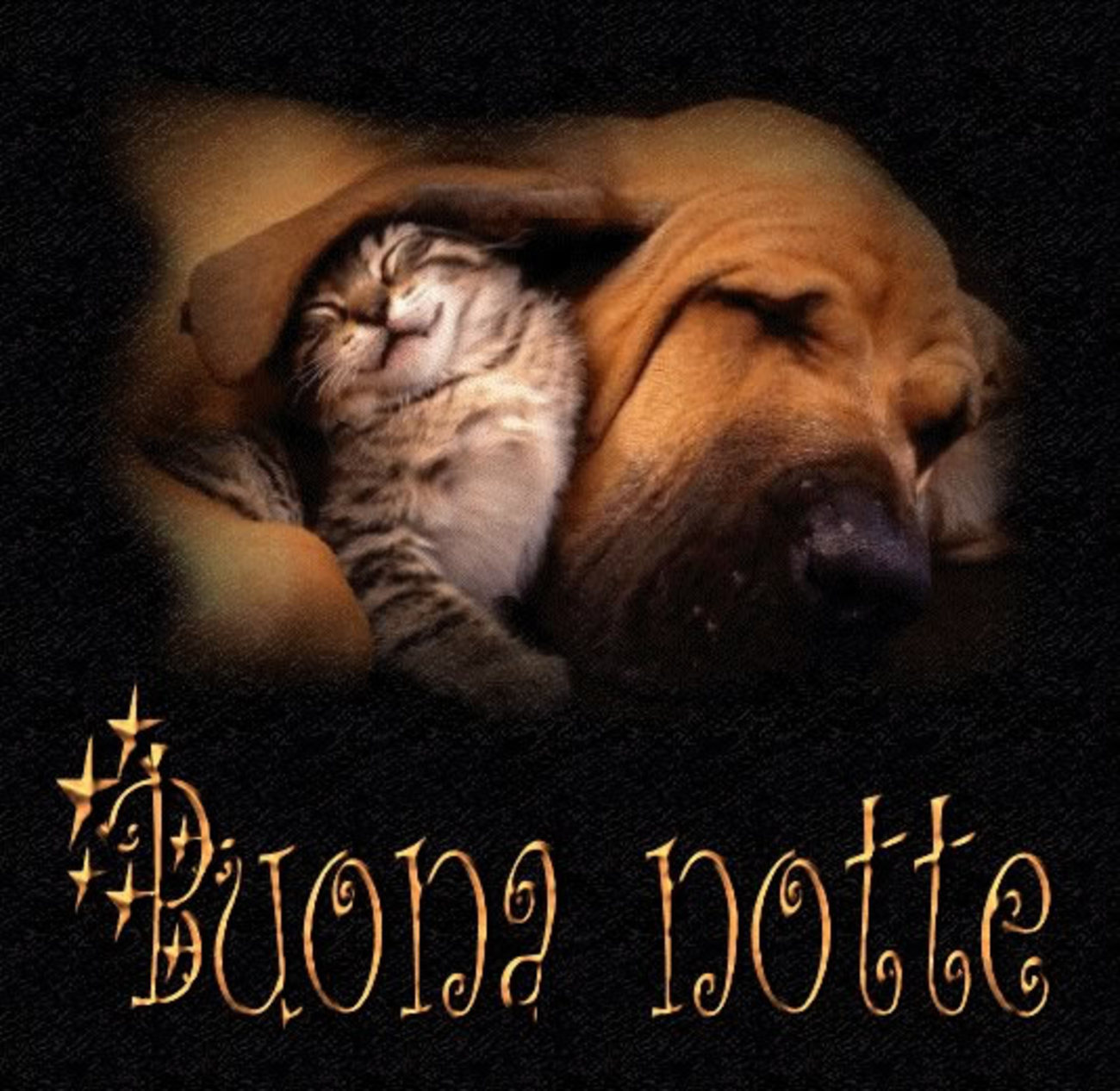 Buonanotte con animali