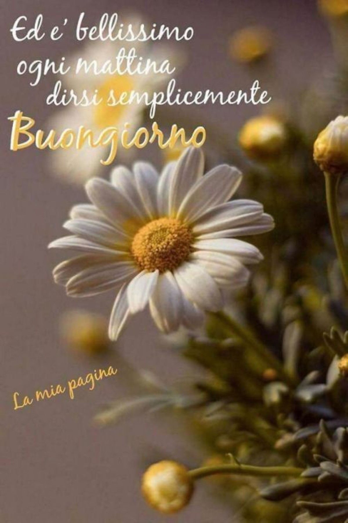 Buongiorno bellissime immagini nuove (6)