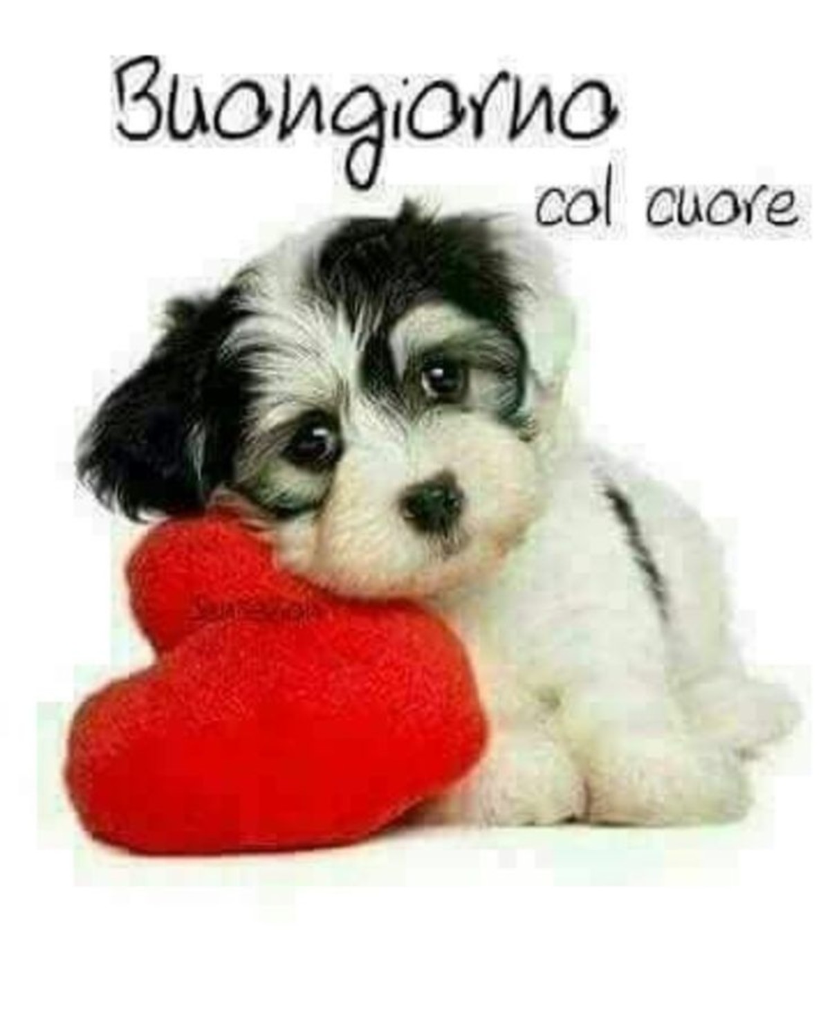 Buongiorno con animali (1)