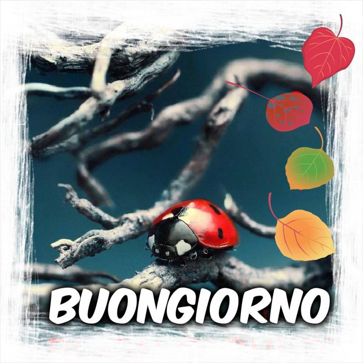 Buongiorno con animali (2)