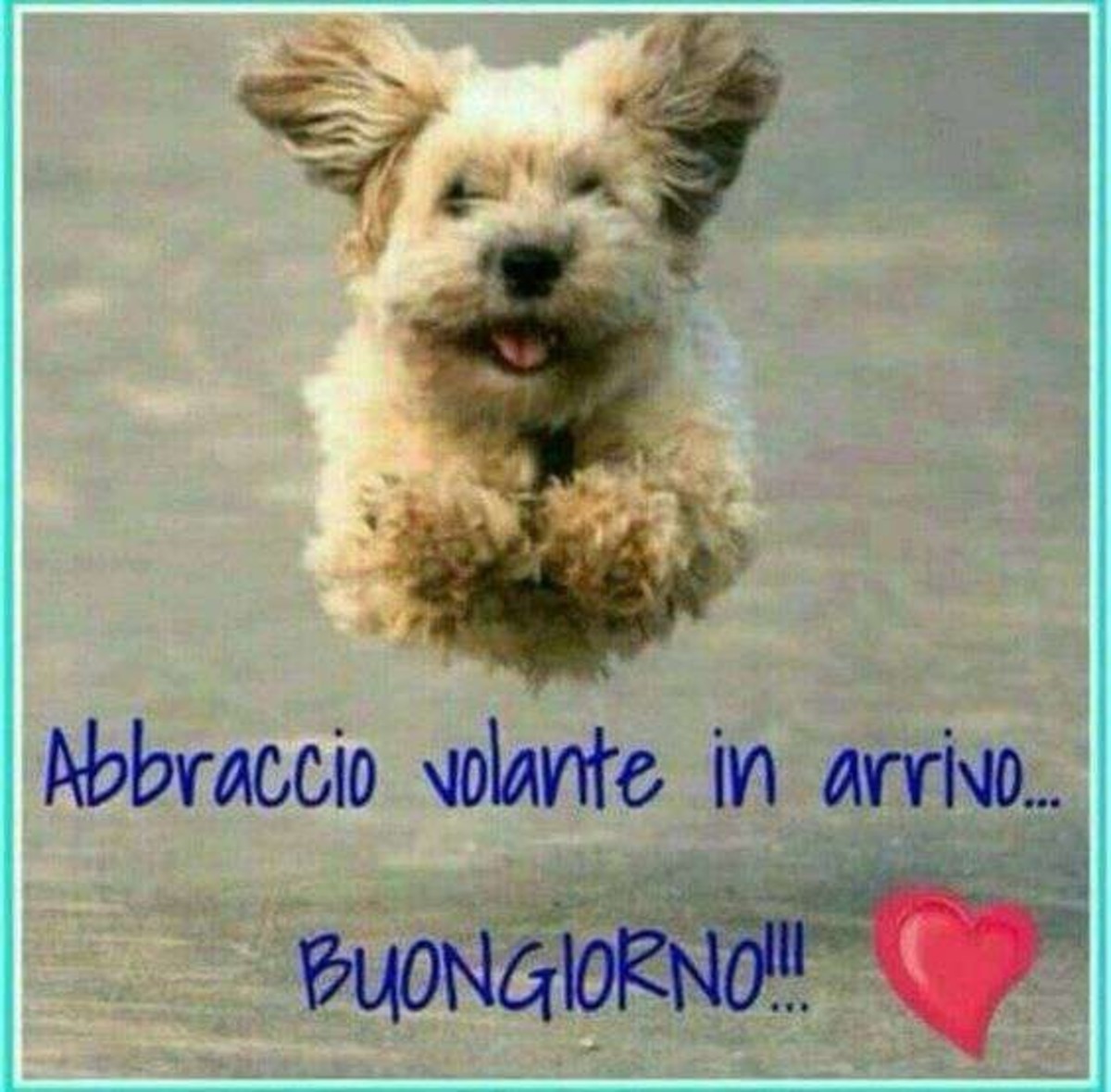 Buongiorno con animali