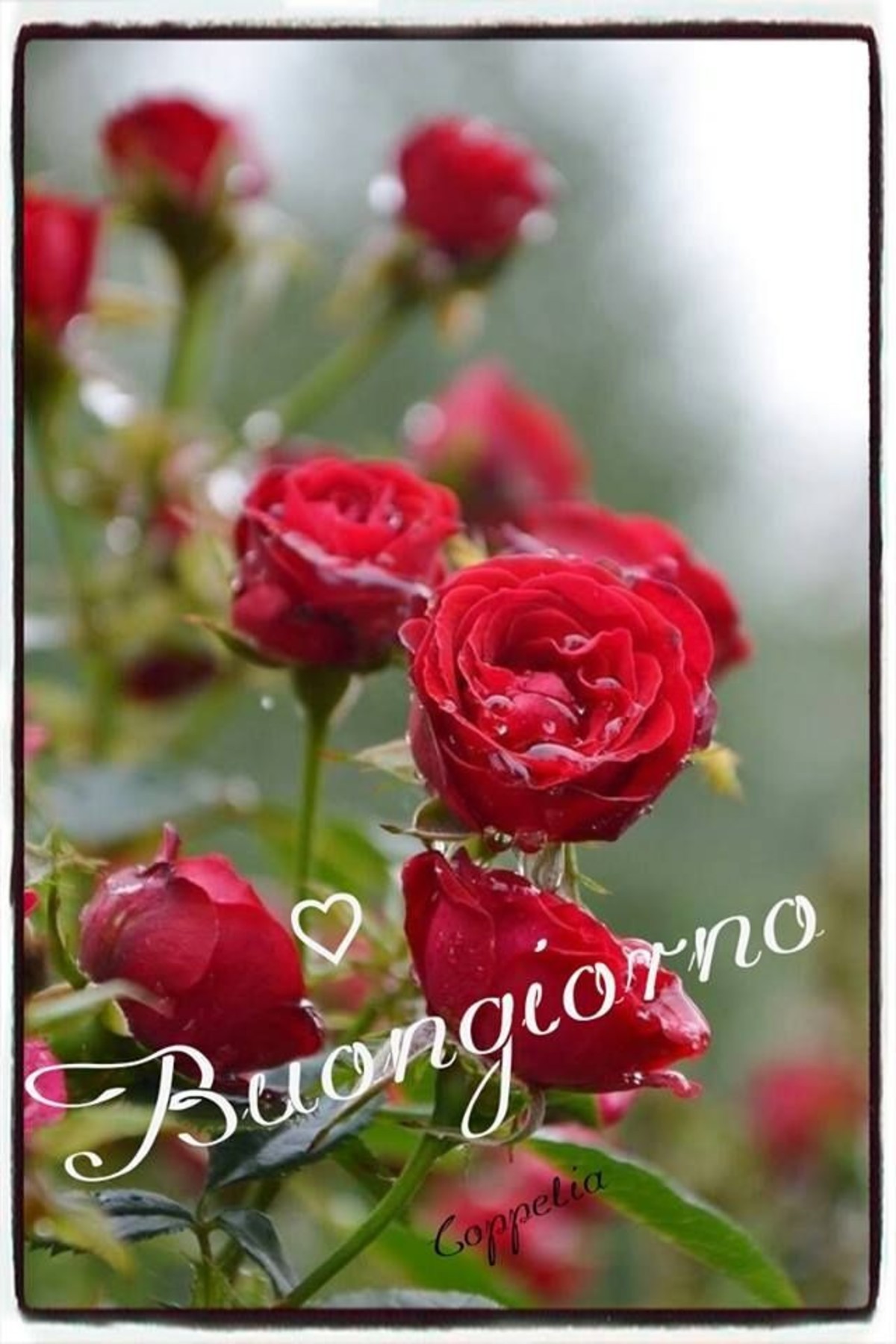 Buongiorno con bei fiori