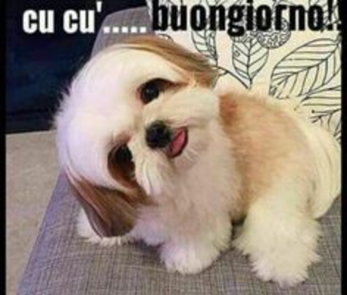 Buongiorno con cane (2)