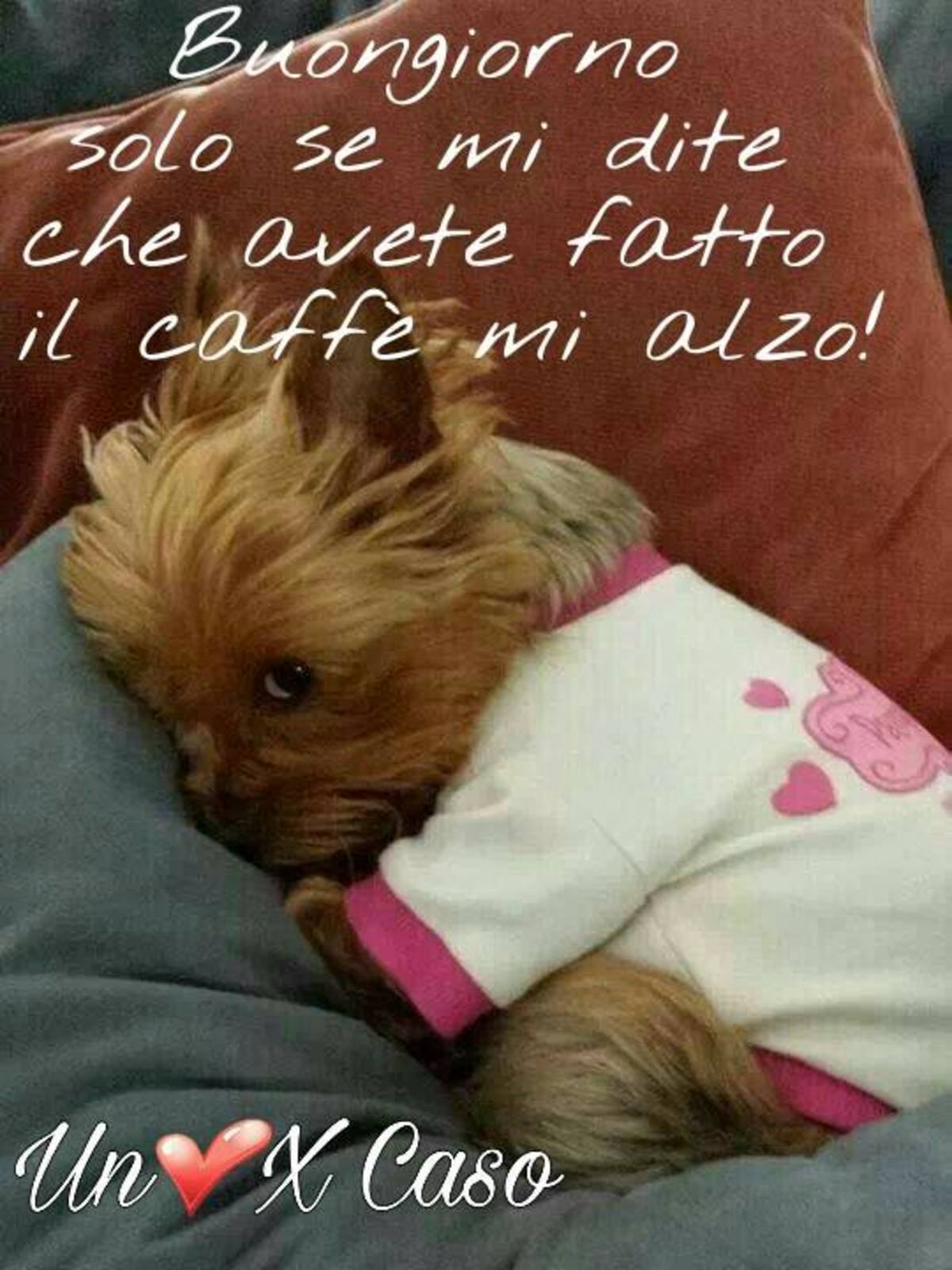 Buongiorno con cane