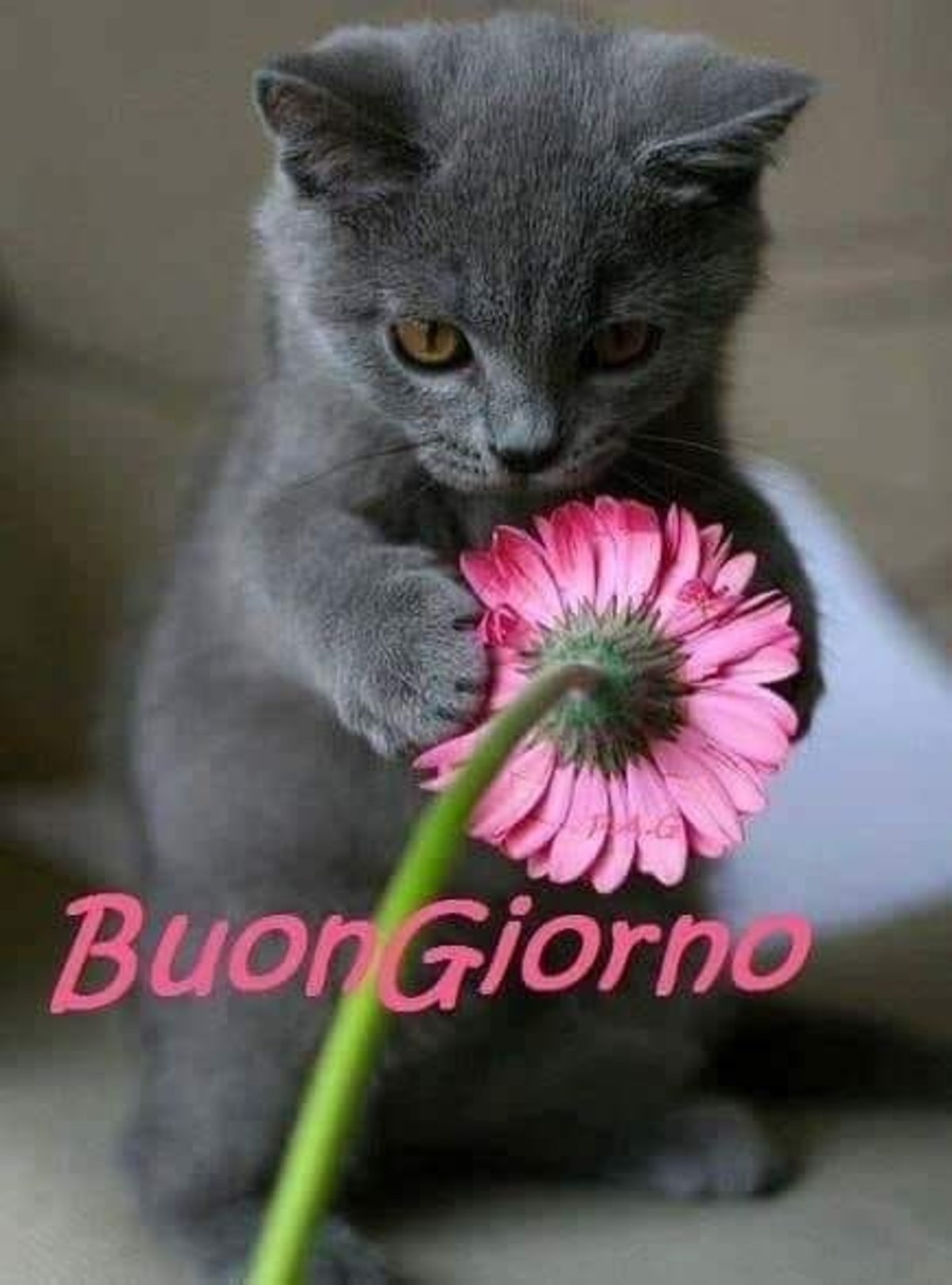 Buongiorno con gatto (3)