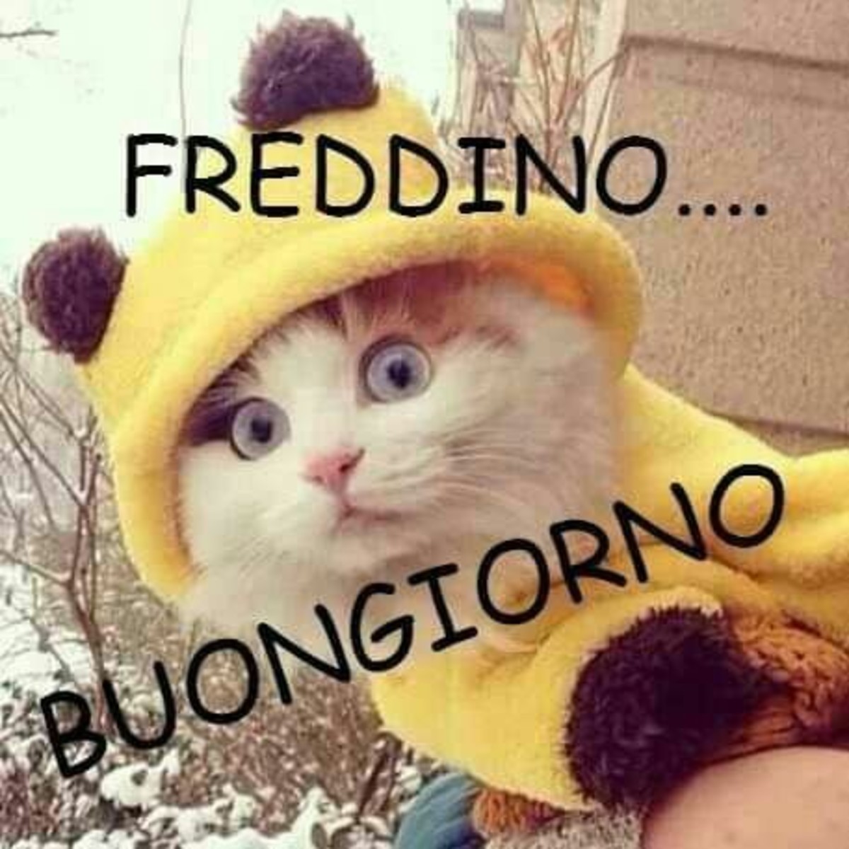 Buongiorno con il freddo (2)