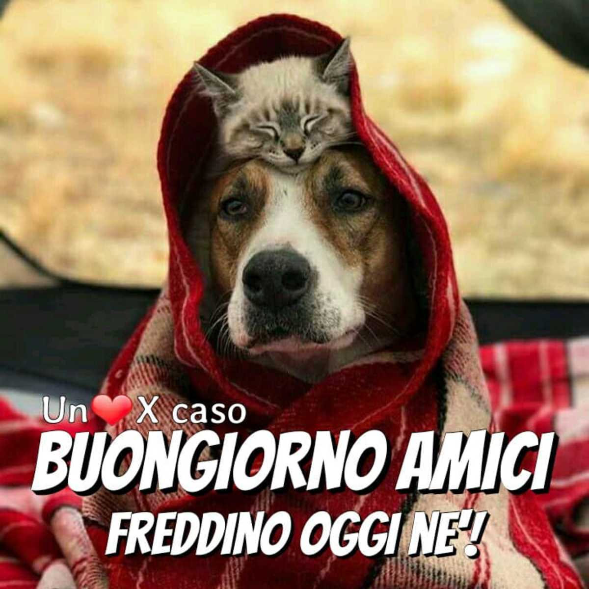 Buongiorno con il freddo (4)