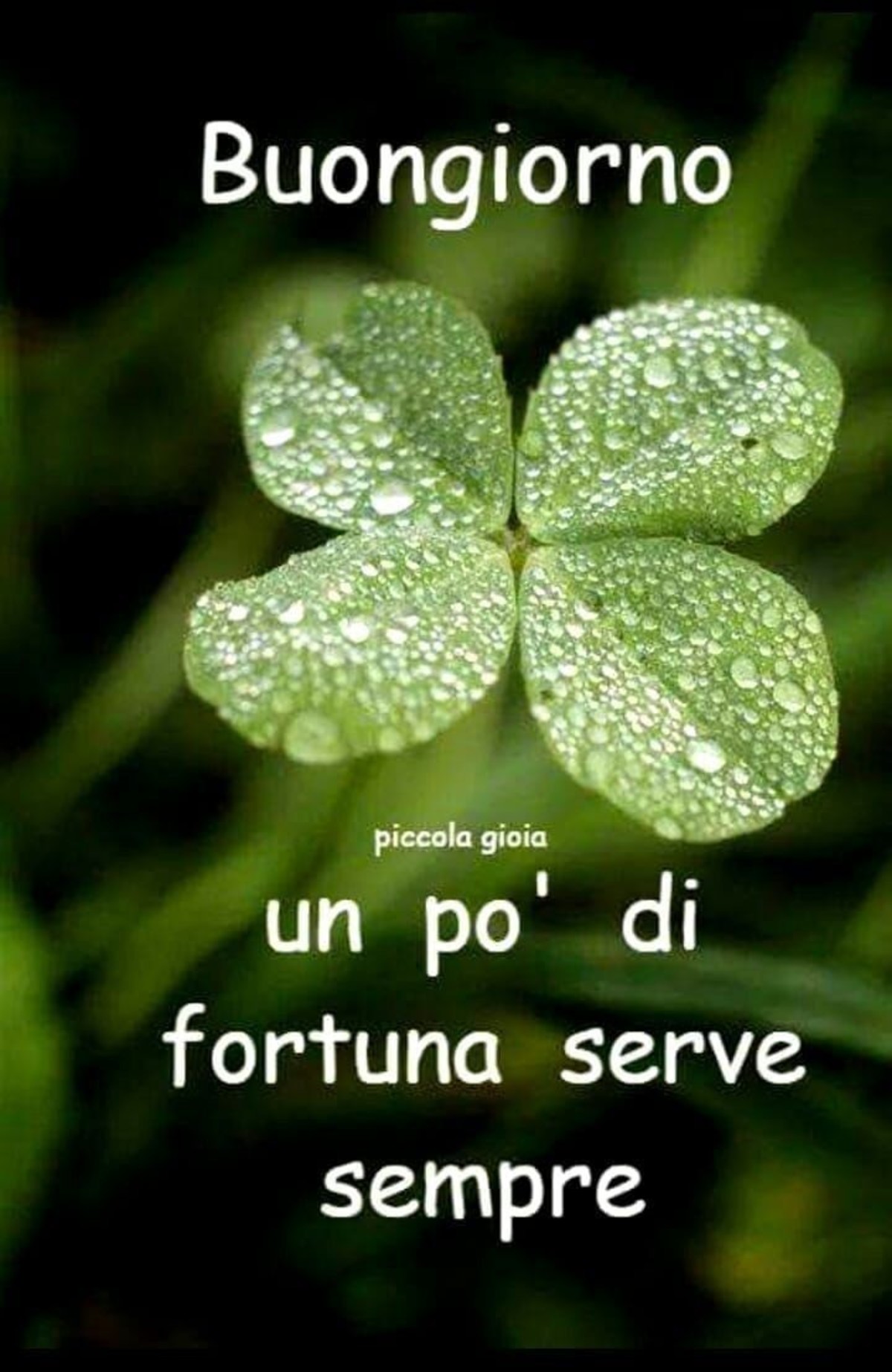Buongiorno di fortuna