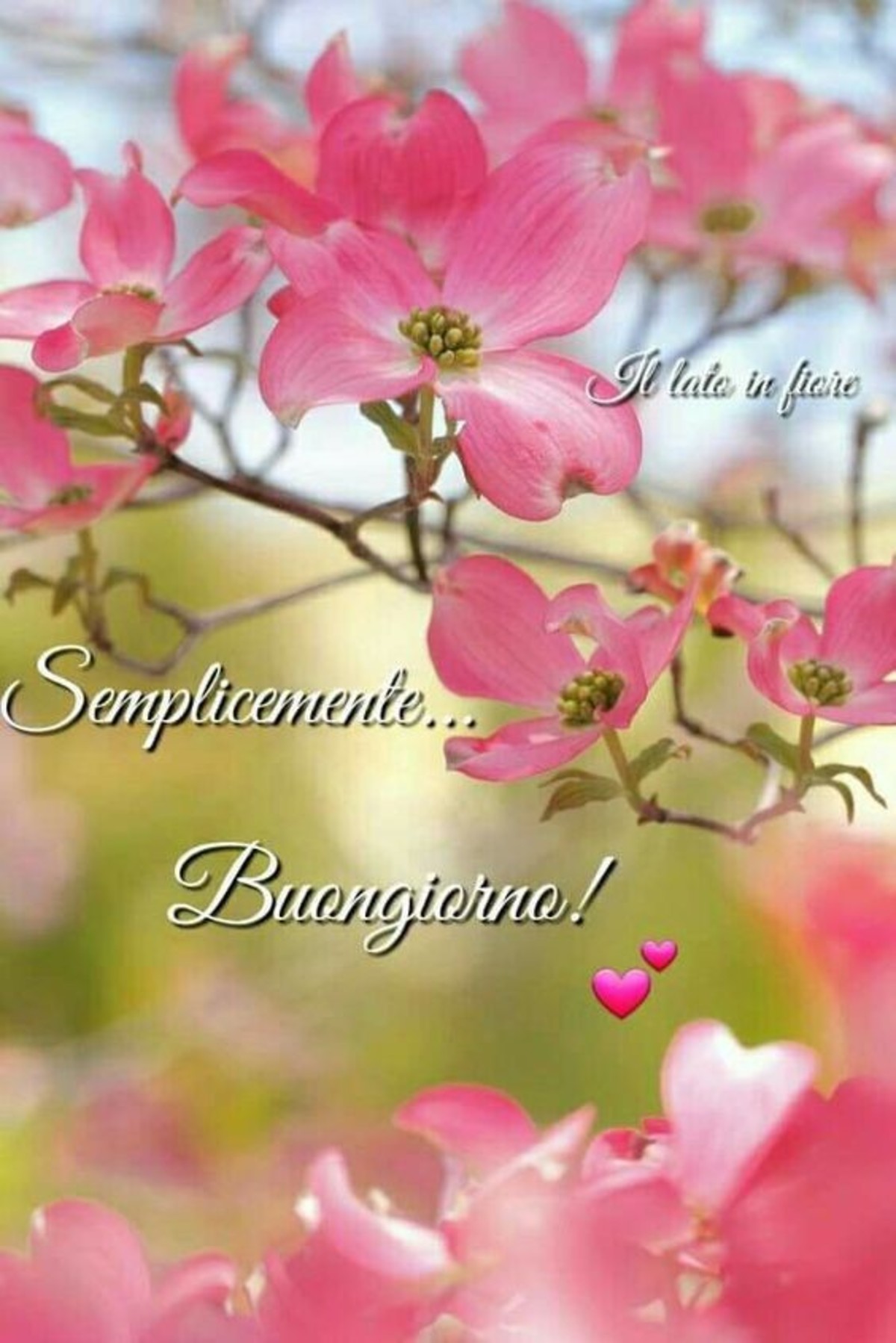 Buongiorno floreale (2)