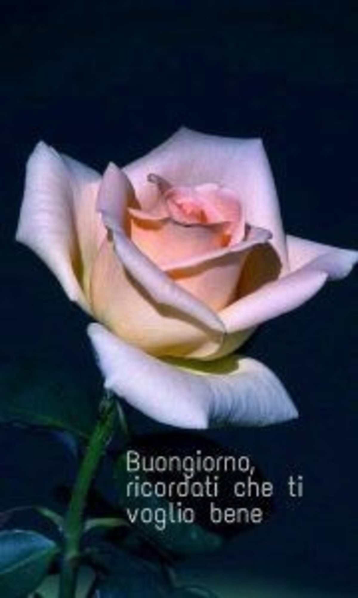 Buongiorno floreale immagini nuove (2)