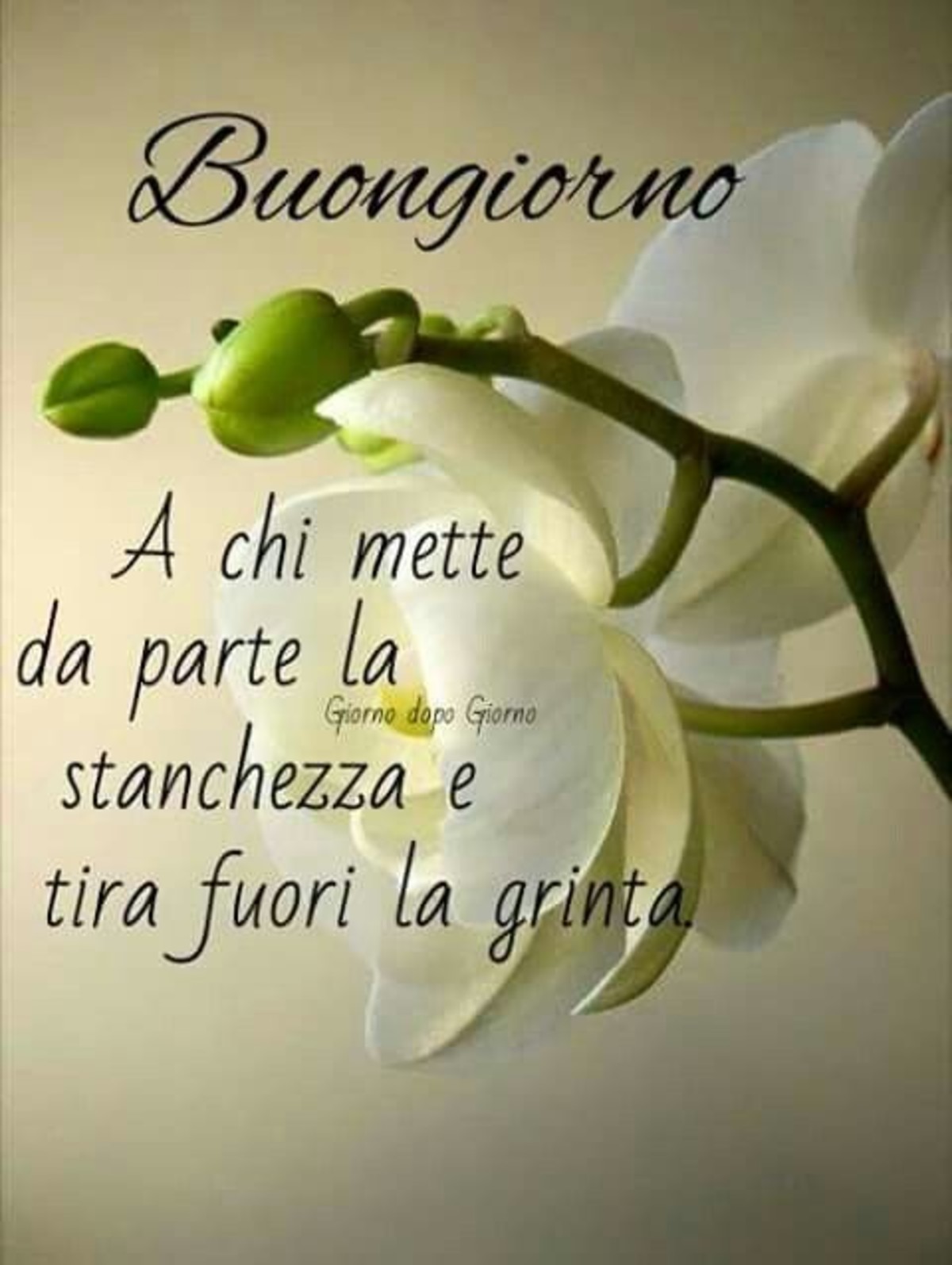 Buongiorno immagini con frasi