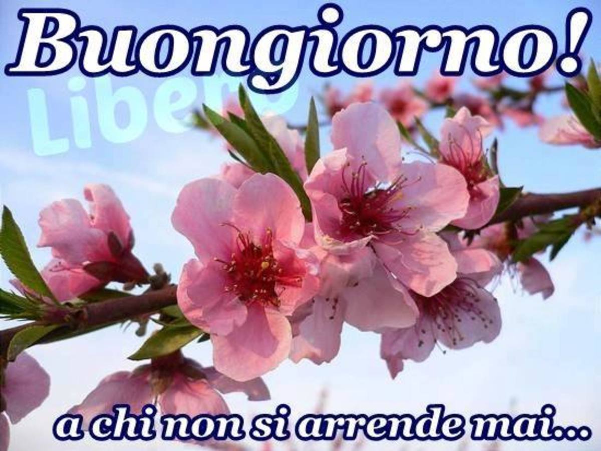 Buongiorno immagini gratis (2)