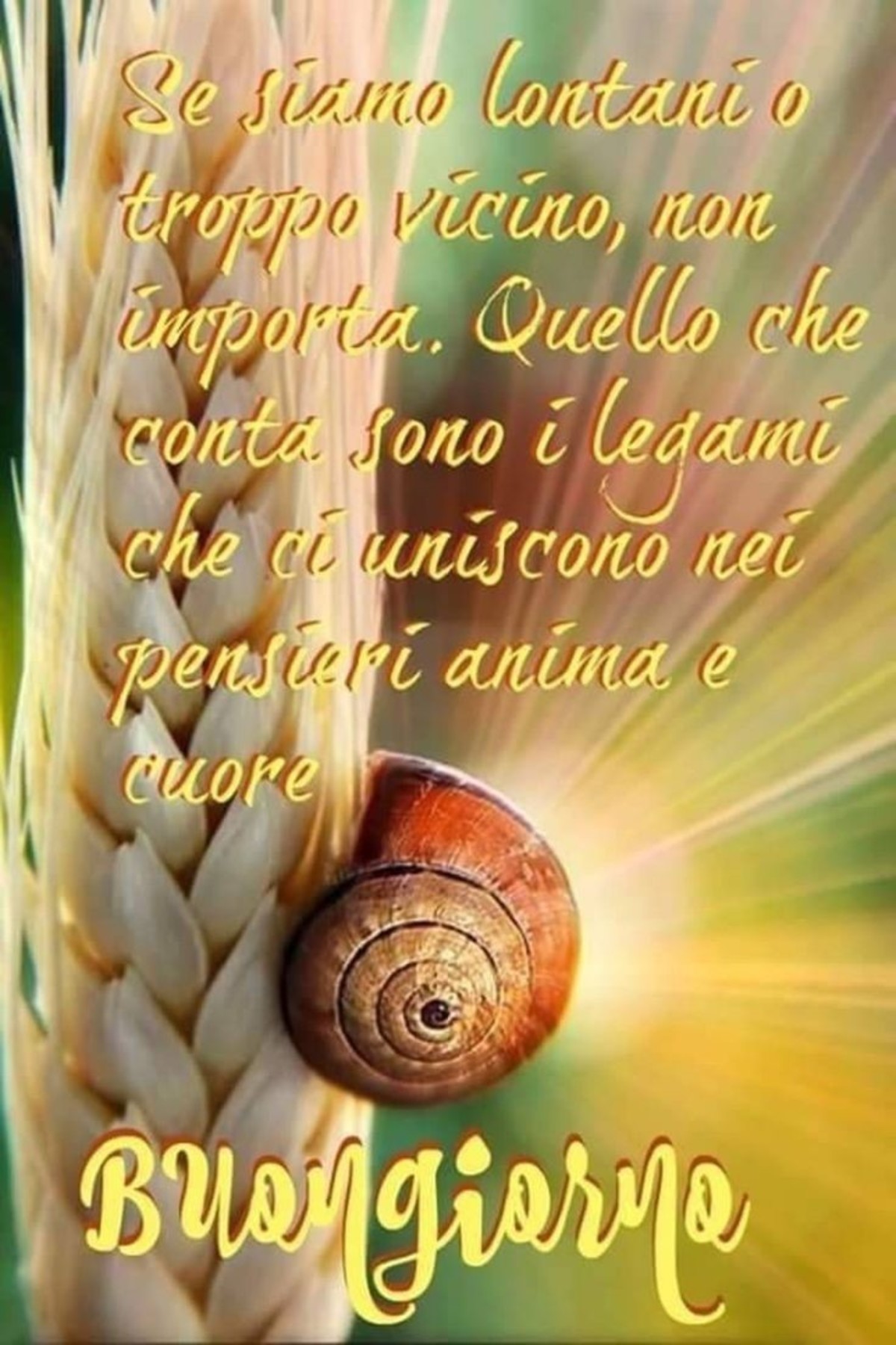 Buongiorno immagini gratis da mandare su whatsapp (1)