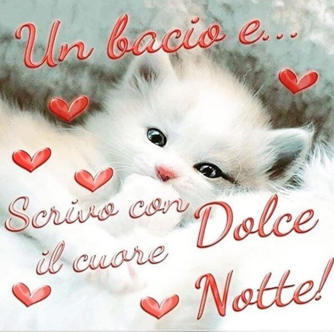 Dolce notte con gatto