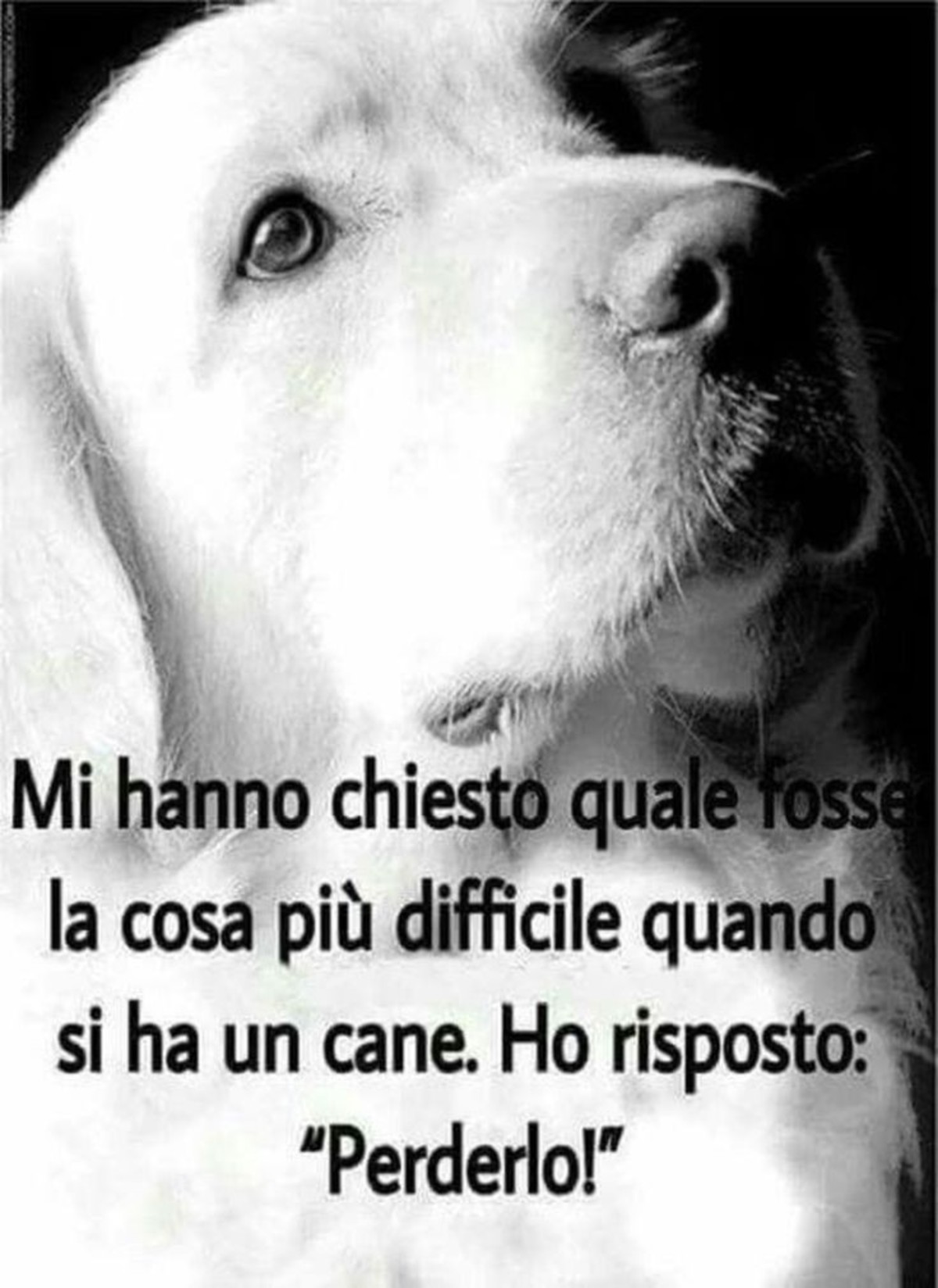 Frasi sui cani (2)