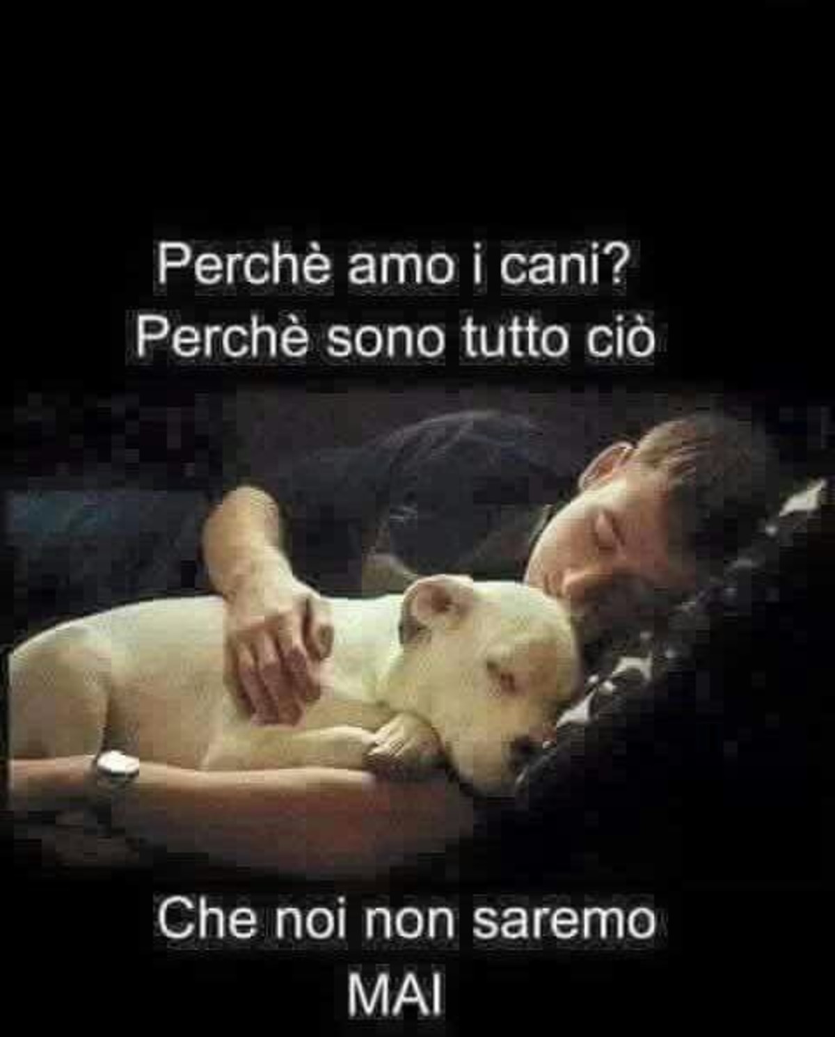 Frasi sui cani