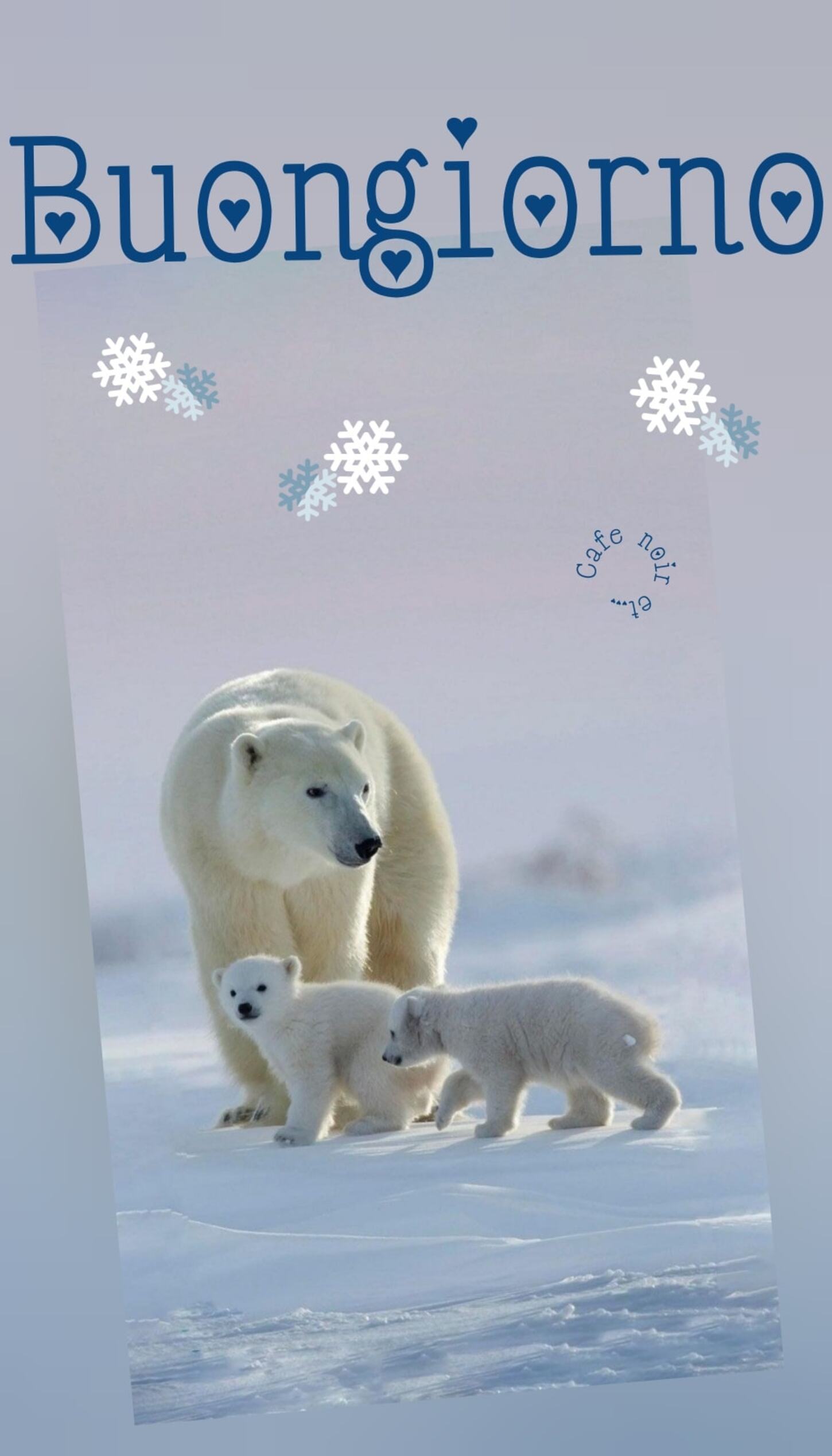 Buongiorno con gli orsi polari
