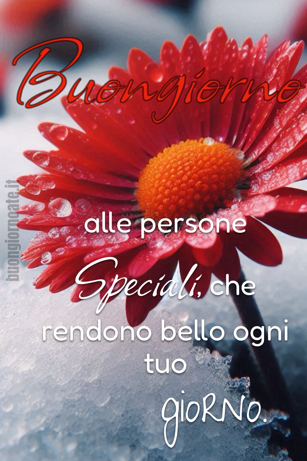 Buongiorno alle persone Speciali, che rendono bello ogni tuo giorno.